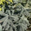 Kép 2/3 - Picea pungens - Ezüstfenyő