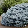 Kép 3/5 - Picea pungens 'Glauca Globosa' – Törpe, gömb ezüstfenyő