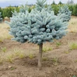 Kép 2/5 - Picea pungens 'Glauca Globosa' – Törpe, gömb ezüstfenyő