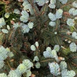 Kép 4/5 - Picea pungens 'Glauca Globosa' – Törpe, gömb ezüstfenyő