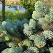 Kép 5/5 - Picea pungens 'Glauca Globosa' – Törpe, gömb ezüstfenyő
