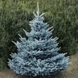 Kép 1/6 - Picea pungens 'Super Blue Seedling' – Ezüstfenyő