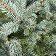 Kép 2/2 - Picea pungens 'Super Blue Seedling' – Ezüstfenyő