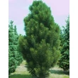 Kép 1/2 - Pinus nigra 'Pyramidalis' – Oszlopos feketefenyő