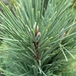 Kép 2/2 - Pinus nigra 'Pyramidalis' – Oszlopos feketefenyő