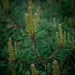 Kép 2/3 - Pinus thunbergii 'Sayonara' – Japán feketefenyő