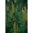 Kép 3/3 - Pinus thunbergii 'Sayonara' – Japán feketefenyő