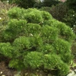 Kép 1/3 - Pinus thunbergii 'Sayonara' – Japán feketefenyő