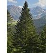 Kép 2/2 - Abies alba – Közönséges jegenyefenyő