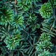 Kép 1/2 - Abies balsamea 'Nana' – Törpe balzsamos jegenyefenyő