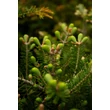 Kép 3/5 - Abies koreana - Koreai jegenyefenyő