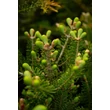 Kép 5/5 - Abies koreana - Koreai jegenyefenyő