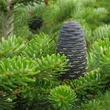 Kép 2/5 - Abies koreana - Koreai jegenyefenyő