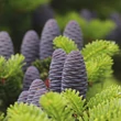 Kép 3/3 - Abies koreana - Koreai jegenyefenyő