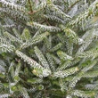 Kép 2/2 - Abies koreana 'Silver Show' – Koreai jegenyefenyő
