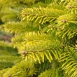 Kép 2/2 - Abies nordmanniana 'Aurea' – Kaukázusi jegenyefenyő