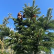 Kép 3/5 - Abies nordmanniana - Kaukázusi jegenyefenyő