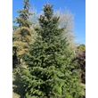 Kép 5/5 - Abies nordmanniana - Kaukázusi jegenyefenyő