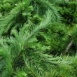 Kép 1/2 - Larix decidua 'Little Bogle' – Vörösfenyő