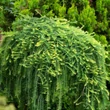 Kép 1/2 - Larix kaempferi 'Boring Weeper' – Japán vörösfenyő