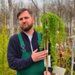 Kép 2/2 - Larix kaempferi 'Boring Weeper' – Japán vörösfenyő