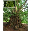 Kép 1/5 - Metasequoia glyptostroboides – Kínai mamutfenyő
