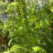 Kép 3/5 - Metasequoia glyptostroboides – Kínai mamutfenyő