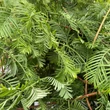 Kép 4/5 - Metasequoia glyptostroboides – Kínai mamutfenyő