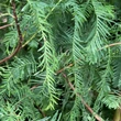 Kép 5/5 - Metasequoia glyptostroboides – Kínai mamutfenyő