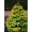 Kép 2/2 - Metasequoia glyptostrobides 'Amber Glow' – Kínai mamutfenyő