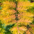 Kép 1/2 - Metasequoia glyptostrobides 'Amber Glow' – Kínai mamutfenyő