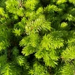 Kép 2/2 - Picea abies 'Little Gem' – Fészekfenyő