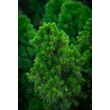 Kép 4/5 - Picea glauca 'Conica' – Cukorsüvegfenyő