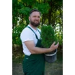 Kép 2/5 - Picea glauca 'Conica' – Cukorsüvegfenyő