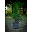Kép 3/5 - Picea glauca 'Conica' – Cukorsüvegfenyő