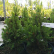 Kép 1/4 - Picea glauca 'Conica' – Cukorsüvegfenyő