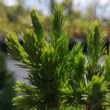 Kép 2/4 - Picea glauca 'Conica' – Cukorsüvegfenyő