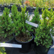 Kép 3/4 - Picea glauca 'Conica' – Cukorsüvegfenyő