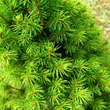 Kép 2/2 - Picea glauca 'December®' – Kék cukorsüvegfenyő