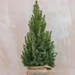 Kép 1/2 - Picea glauca 'December®' – Kék cukorsüvegfenyő