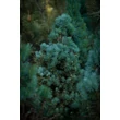 Kép 3/8 - Picea glauca 'Sander's Blue' – Kék cukorsüvegfenyő