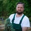 Kép 2/8 - Picea glauca 'Sander's Blue' – Kék cukorsüvegfenyő - Megyeri Szabolcs