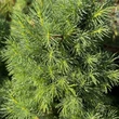 Kép 3/6 - Picea glauca 'Sander's Blue' – Kék cukorsüvegfenyő