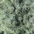 Kép 5/6 - Picea glauca 'Sander's Blue' – Kék cukorsüvegfenyő