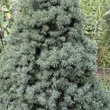 Kép 6/6 - Picea glauca 'Sander's Blue' – Kék cukorsüvegfenyő