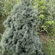Kép 1/6 - Picea glauca 'Sander's Blue' – Kék cukorsüvegfenyő