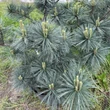 Kép 1/3 - Pinus flexilis 'Pygmaea' – Nevadai cirbolyafenyő