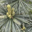Kép 2/3 - Pinus flexilis 'Pygmaea' – Nevadai cirbolyafenyő