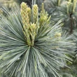 Kép 3/3 - Pinus flexilis 'Pygmaea' – Nevadai cirbolyafenyő
