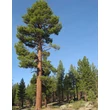 Kép 2/2 - Pinus jeffreyi – Nagytobozú sárgafenyő